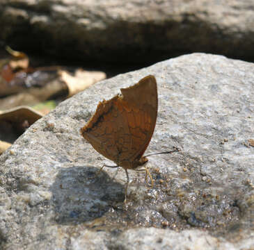 Imagem de Charaxes bernardus hierax Felder 1866