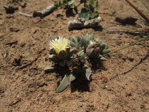 Image of Corpuscularia angustipetala (Lavis) H. E. K. Hartmann