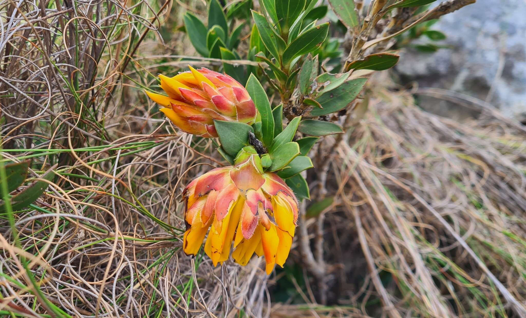 Plancia ëd Liparia splendens (Burm. fil.) Bos & de Wit