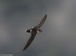 Image of White-tipped Swift