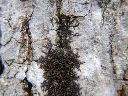 Image of Frullania eboracensis Lehm.