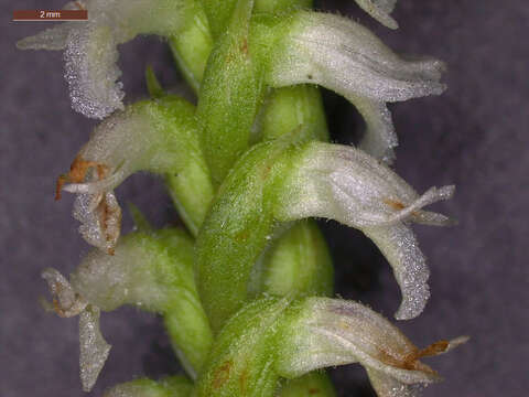 Image of October lady's tresses