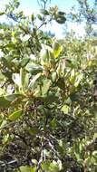 Image of Stanford's manzanita