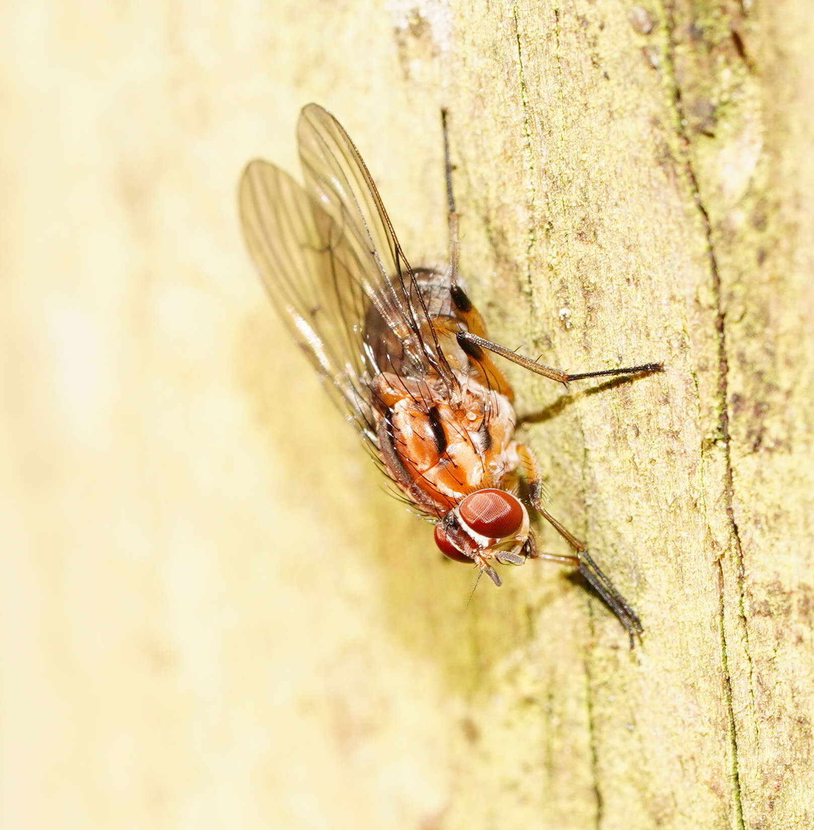 Helinomydaea fuscoflava (Malloch 1922) resmi