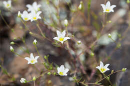 Imagem de Sabulina douglasii (Fenzl ex Torr. & A. Gray) Dillenb. & Kadereit