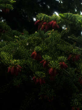 Image of Cilician Fir