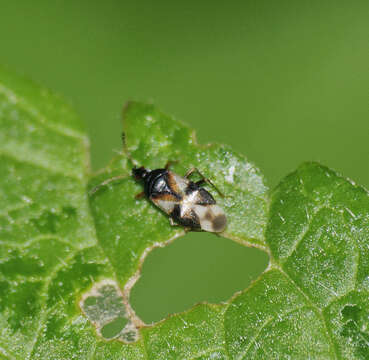 Image of Common flowerbug