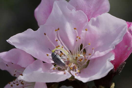 Image of Leaf beetle