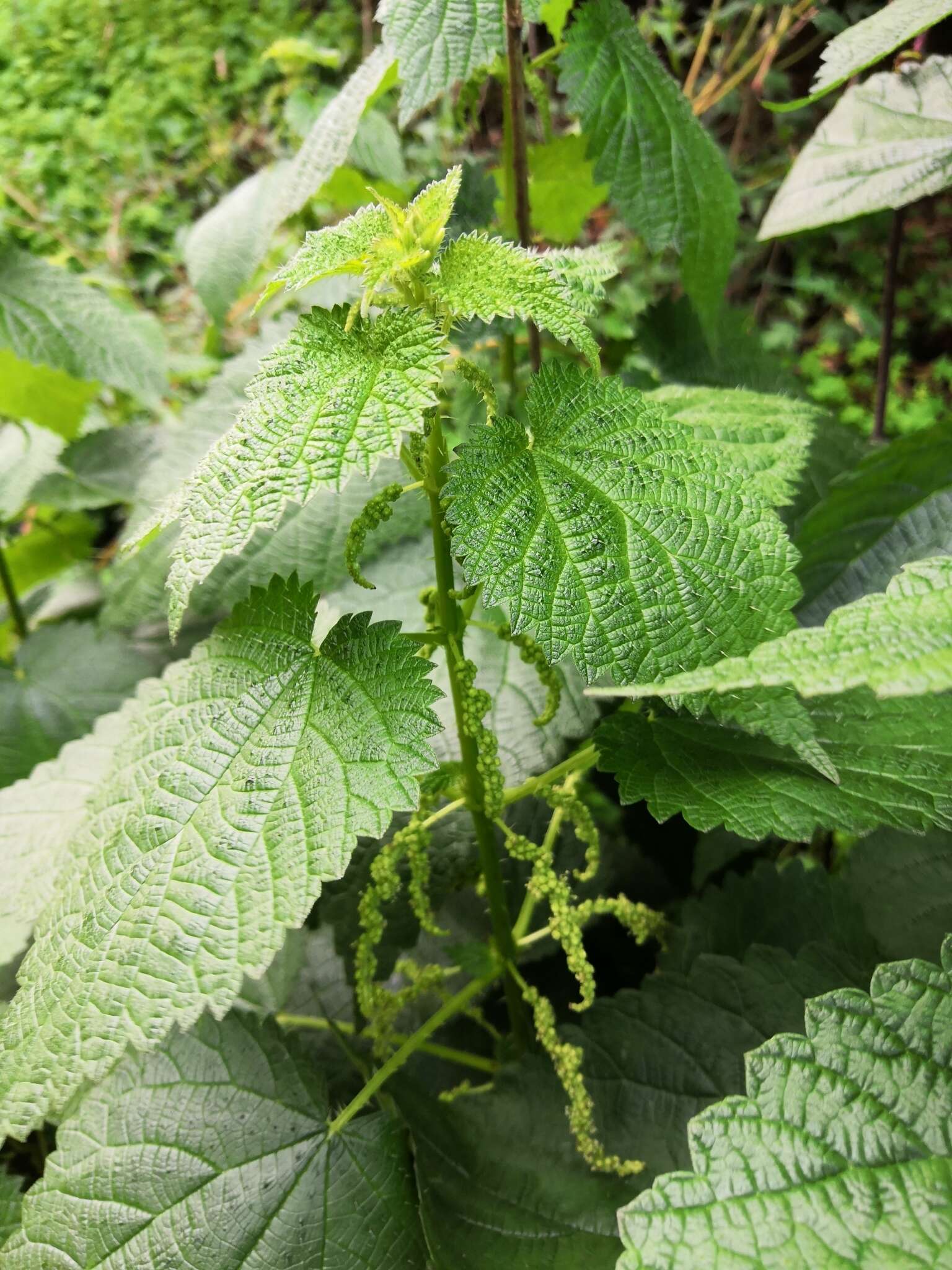 Image of Urtica morifolia Poir.