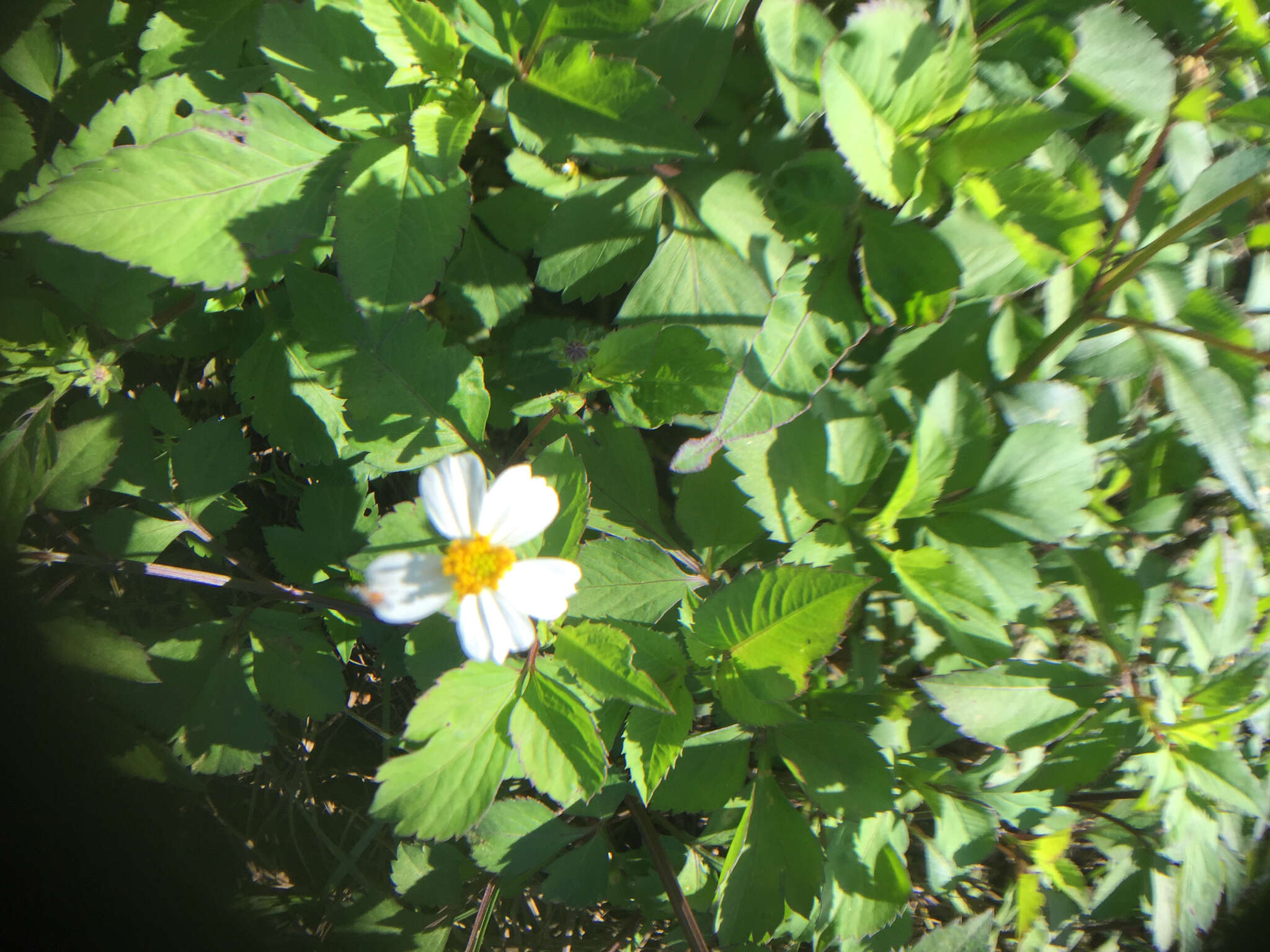 Plancia ëd Bidens alba (L.) DC.