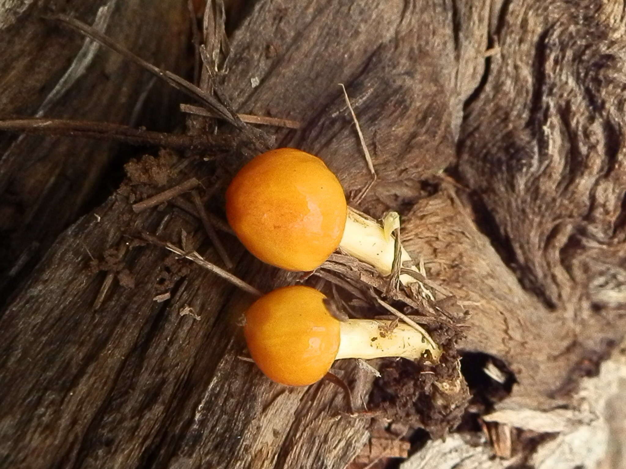 Image of Hygrophorus siccipes A. H. Sm. & Hesler 1954