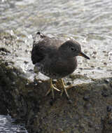 Image of Surfbird