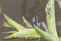 Sivun Lestes sigma Calvert 1901 kuva