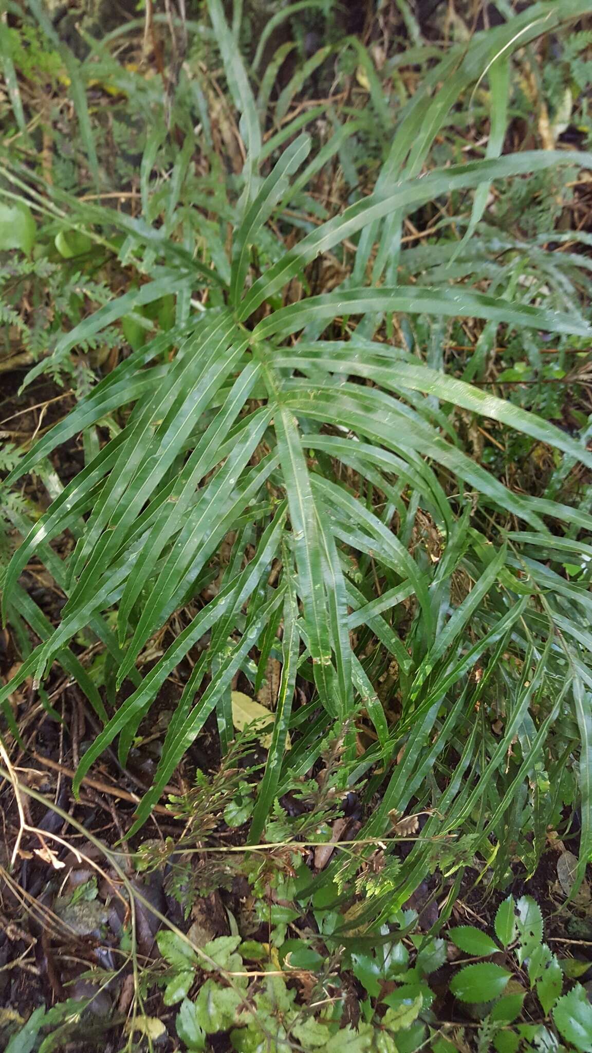 Imagem de Pteris cretica L.