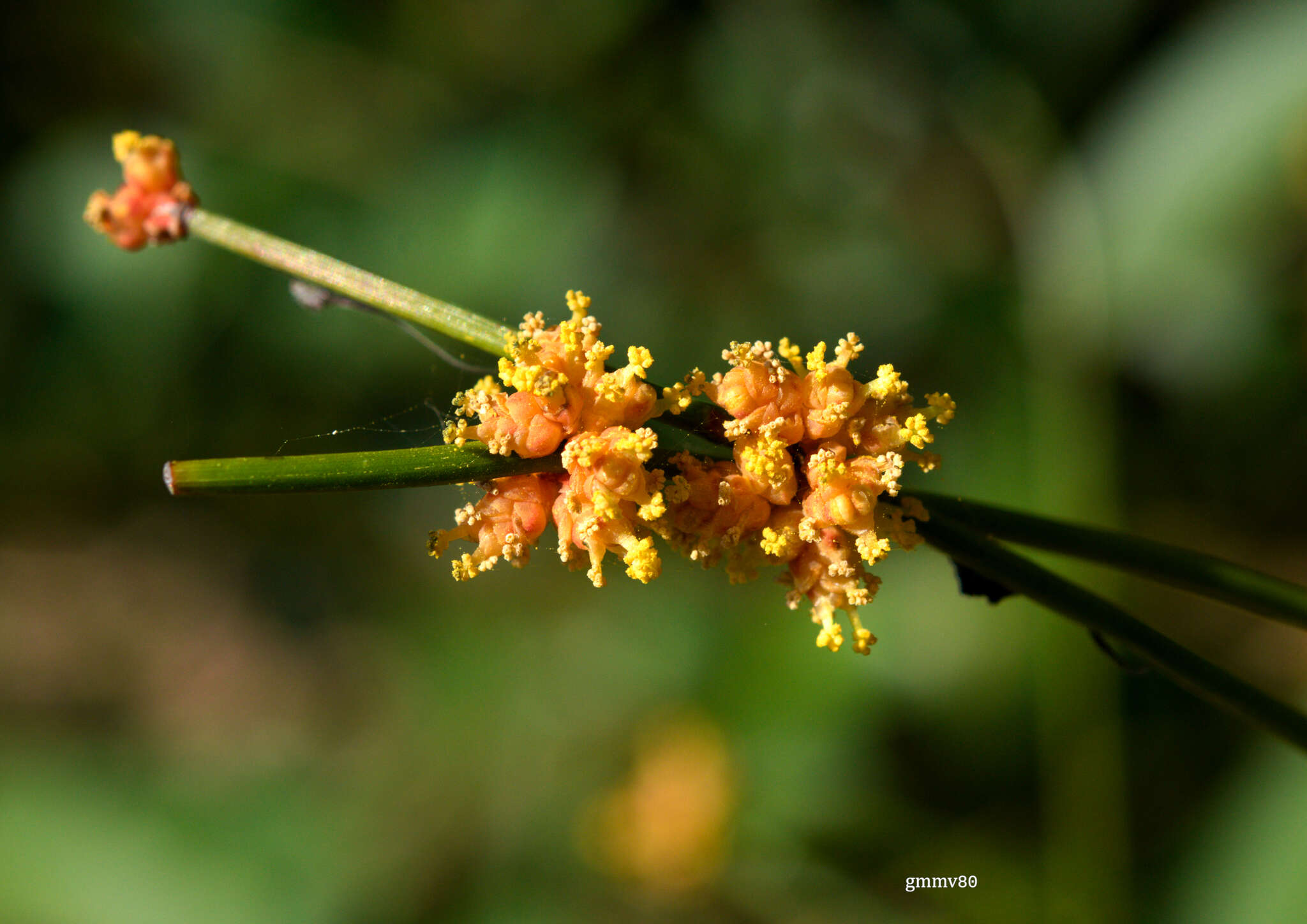 Image of Ephedra tweedieana C. A. Mey.