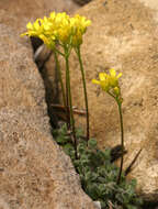 Image of Lake Tahoe draba