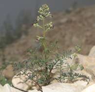 Image of Hopp's figwort