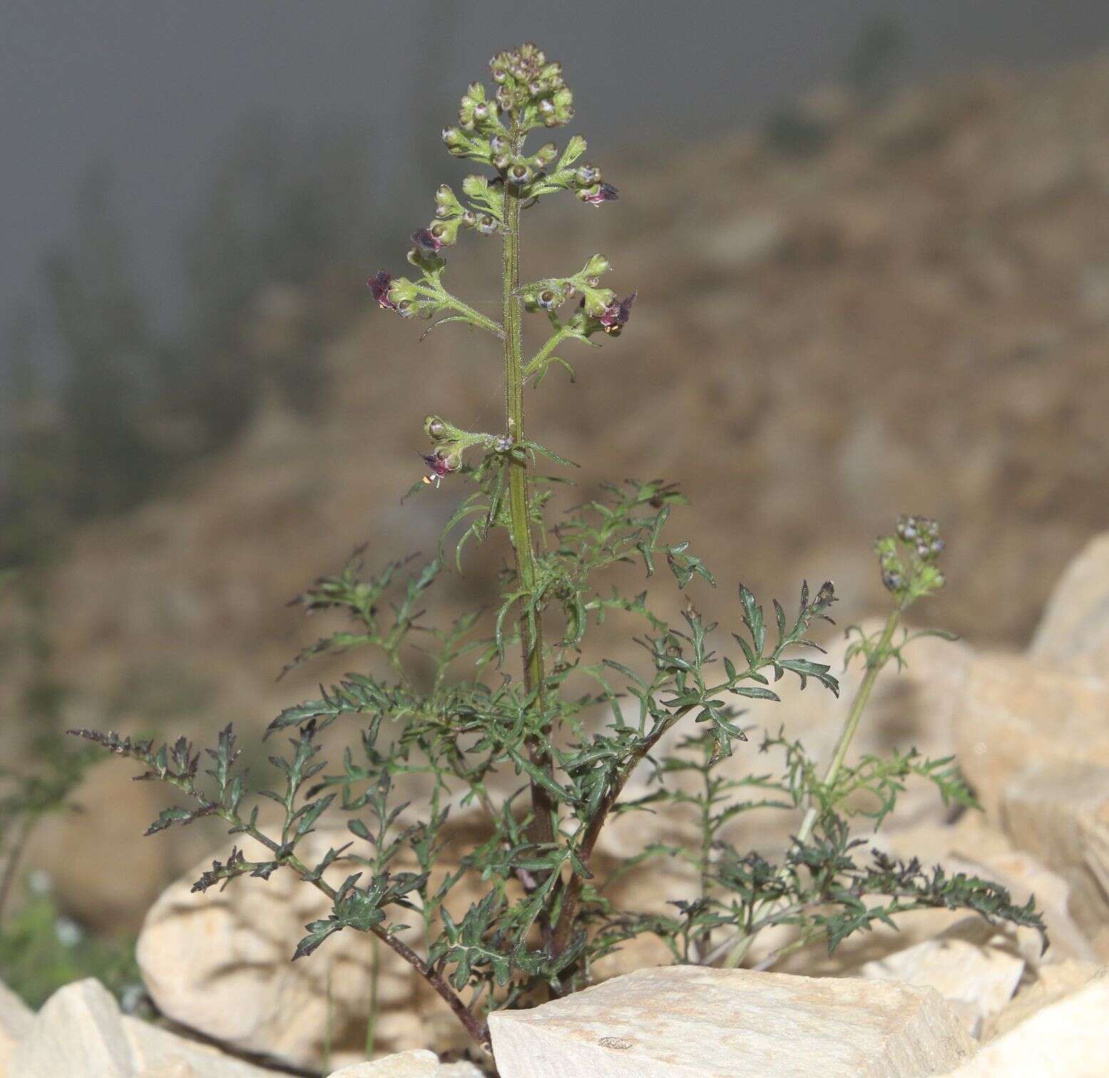 Image of Hopp's figwort