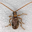 Image of Eastern spider beetle