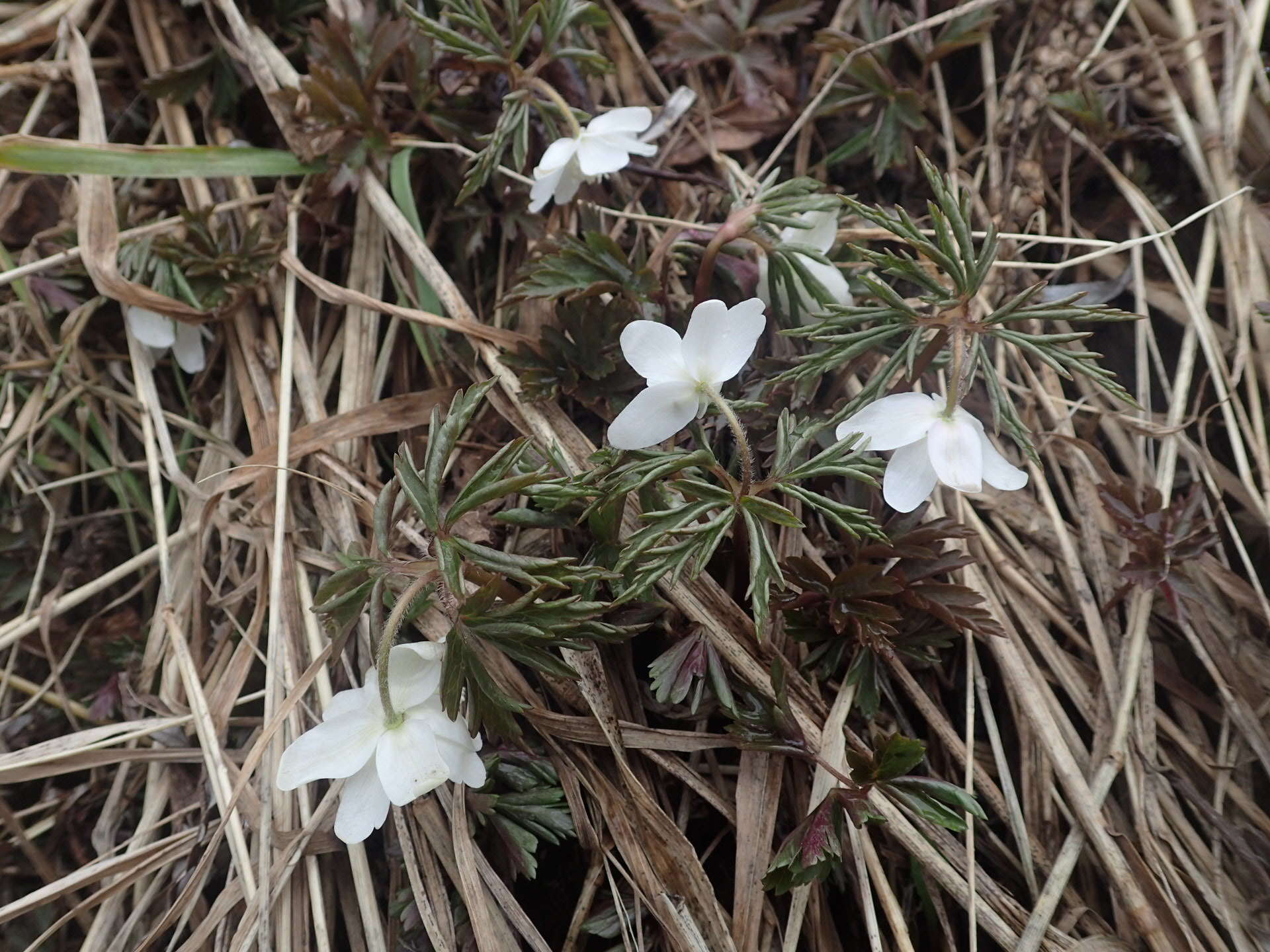 Image of Anemone amurensis Korshinsky