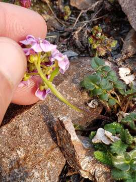 Imagem de Cardamine purpurea Cham. & Schltdl.