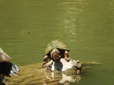 Image of Common Musk Turtle