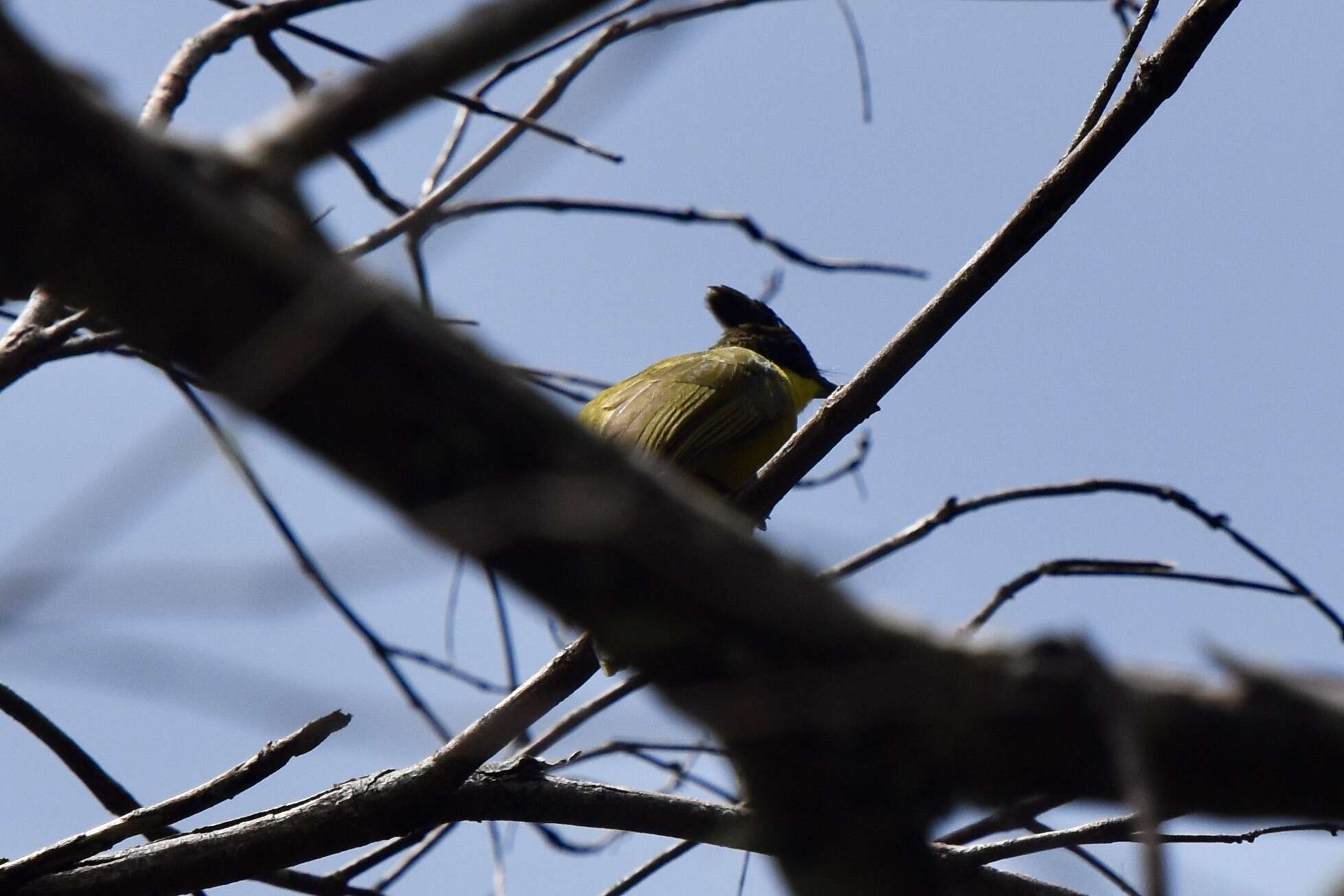 Image of Bornean Bulbul