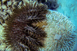 Image of crown of thorns starfish