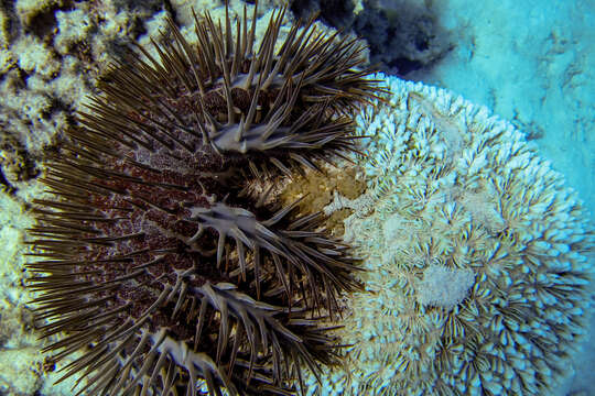 Image of crown of thorns starfish