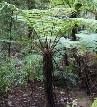 Image of Cyathea costaricensis (Mett. ex Kuhn) Domin