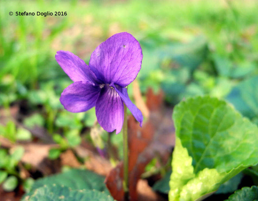 Image de Violette odorante