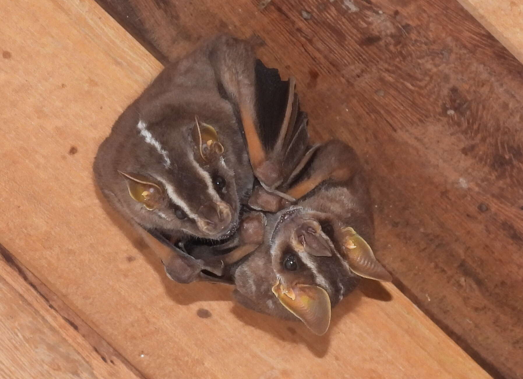 Image of white-lined broad-nosed bat