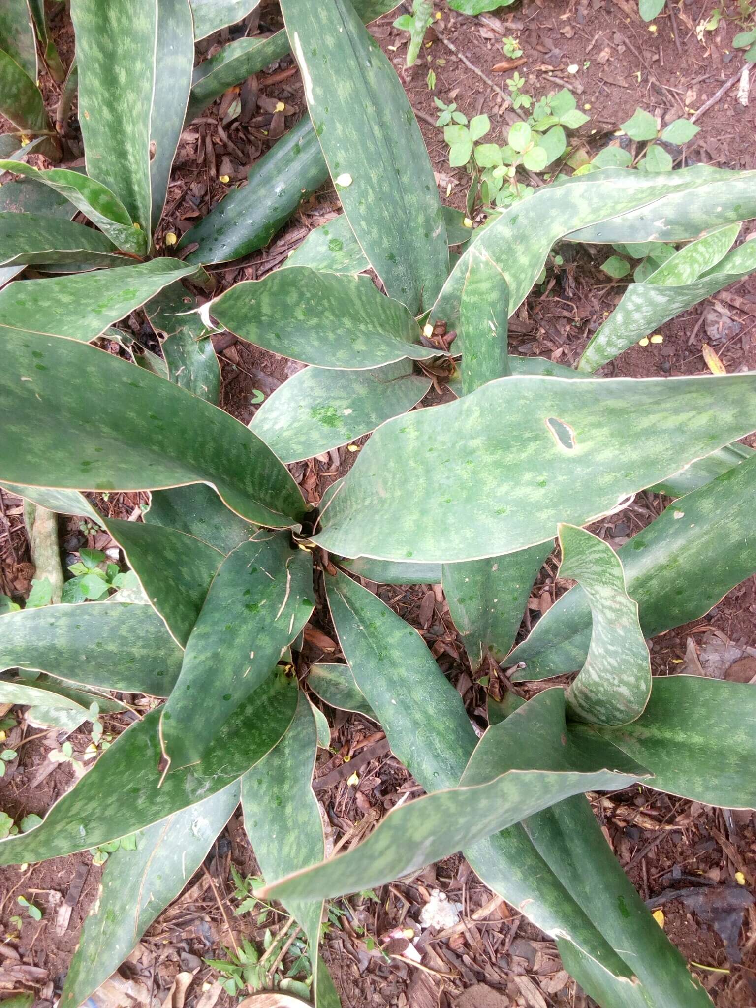 Image of Sansevieria liberica Gérôme & Labroy