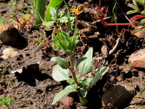 Image of Zaluzianskya divaricata (Thunb.) Walp.