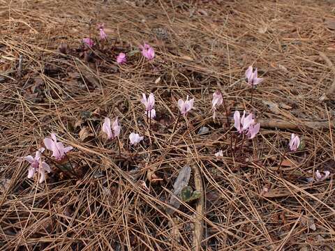 Image of Cyclamen graecum subsp. anatolicum J. H. Ietswaart