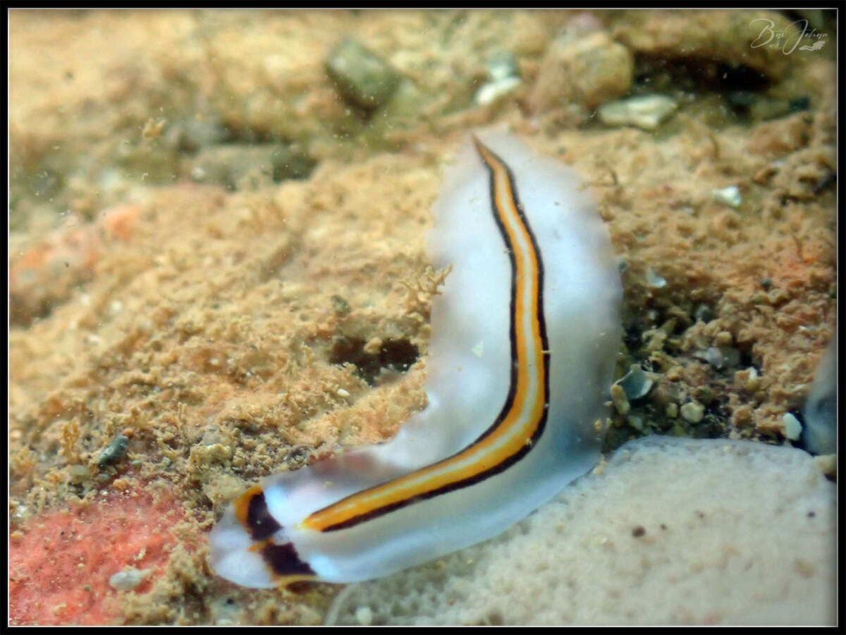 Слика од Prosthiostomum trilineatum Yeri & Kaburaki 1920