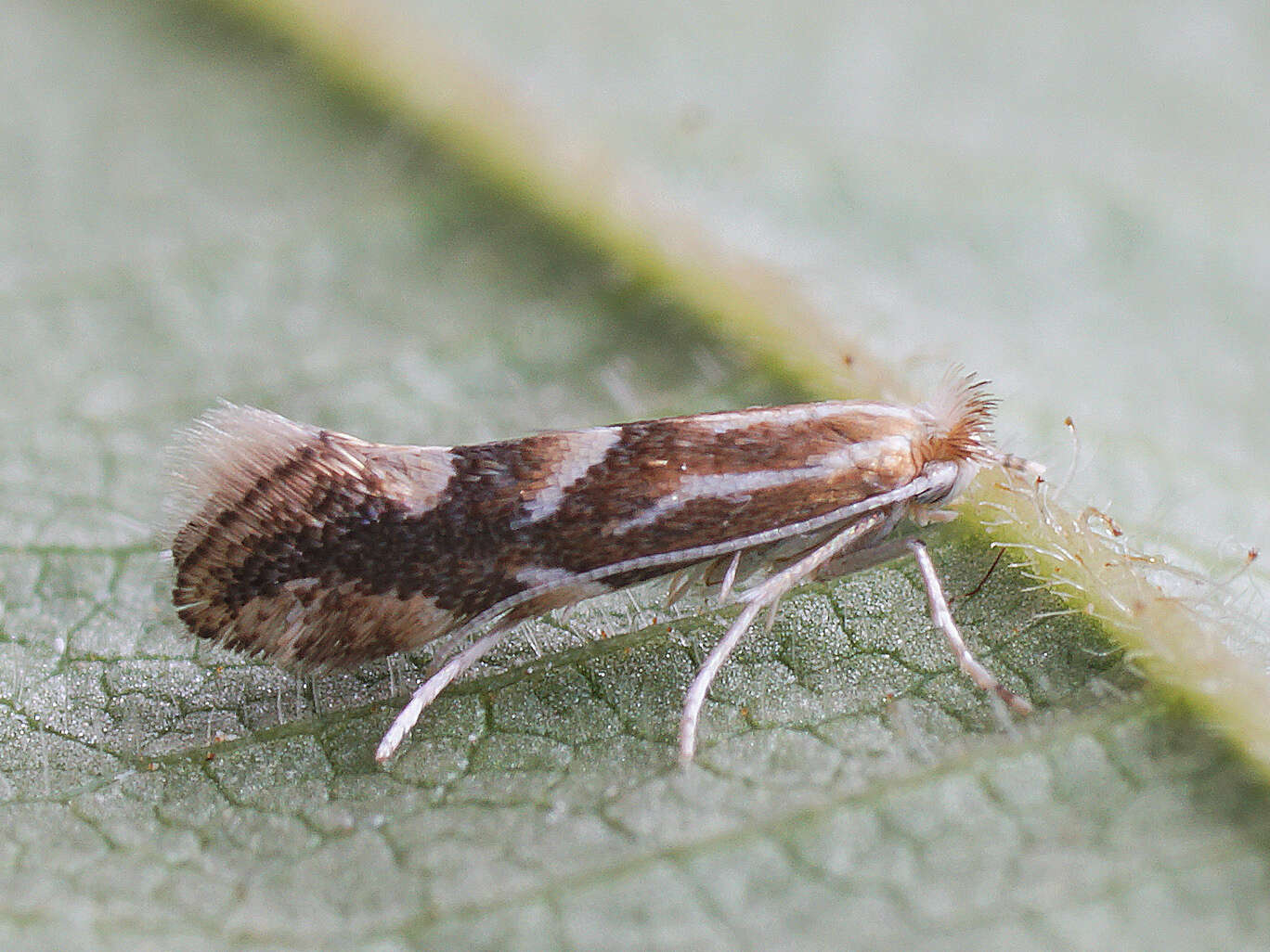 صورة Phyllonorycter salictella (Zeller 1846)