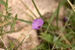 Sivun Jacquemontia evolvuloides (Moric.) Meisn. kuva