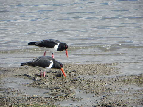 Image of Australian Pied Oystercatcher