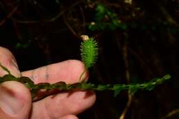 Dichaea latifolia Lindl.的圖片