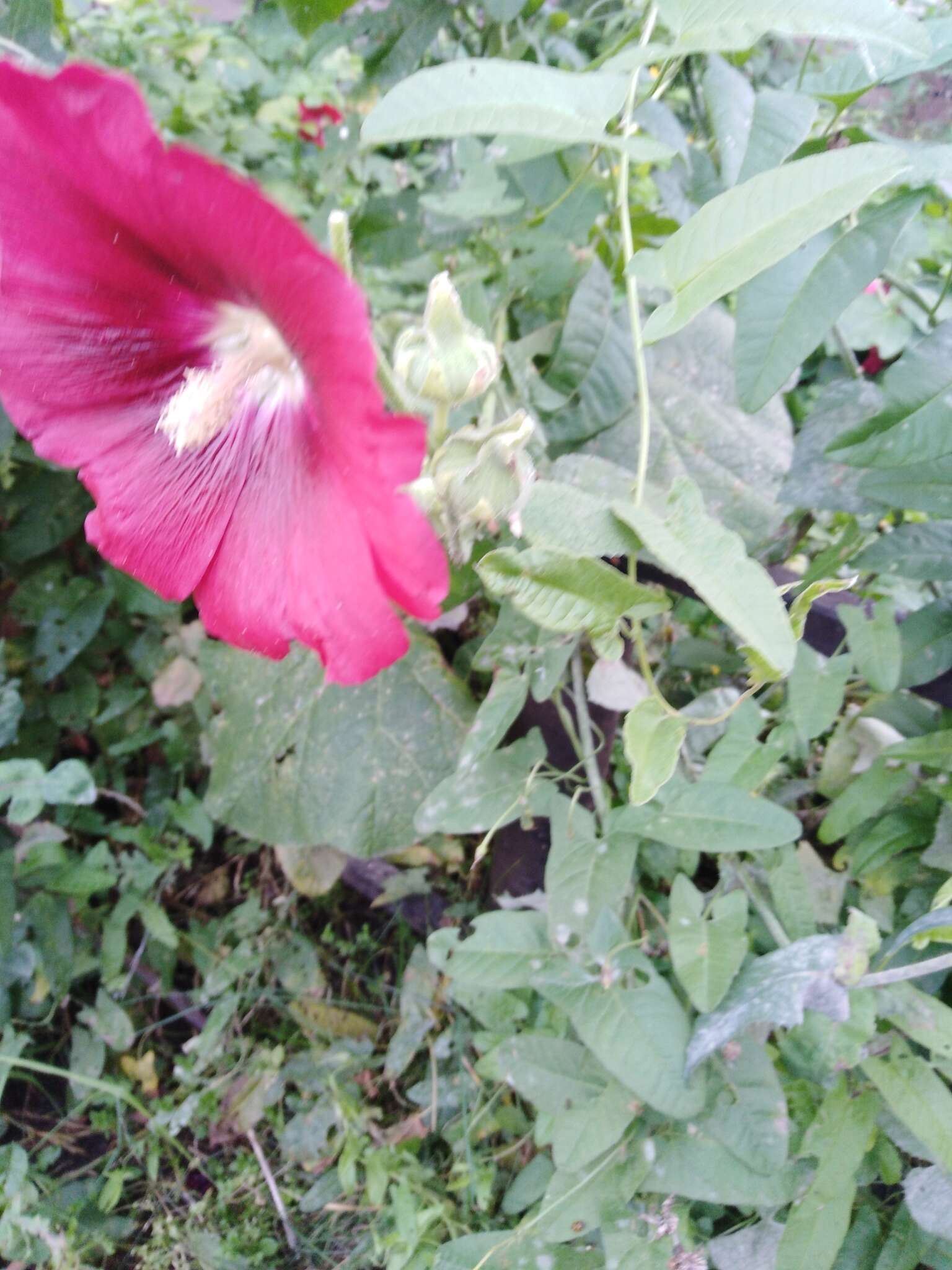 Image of hollyhock