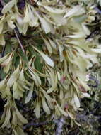 Image of Ruprechtia laxiflora Meisn.