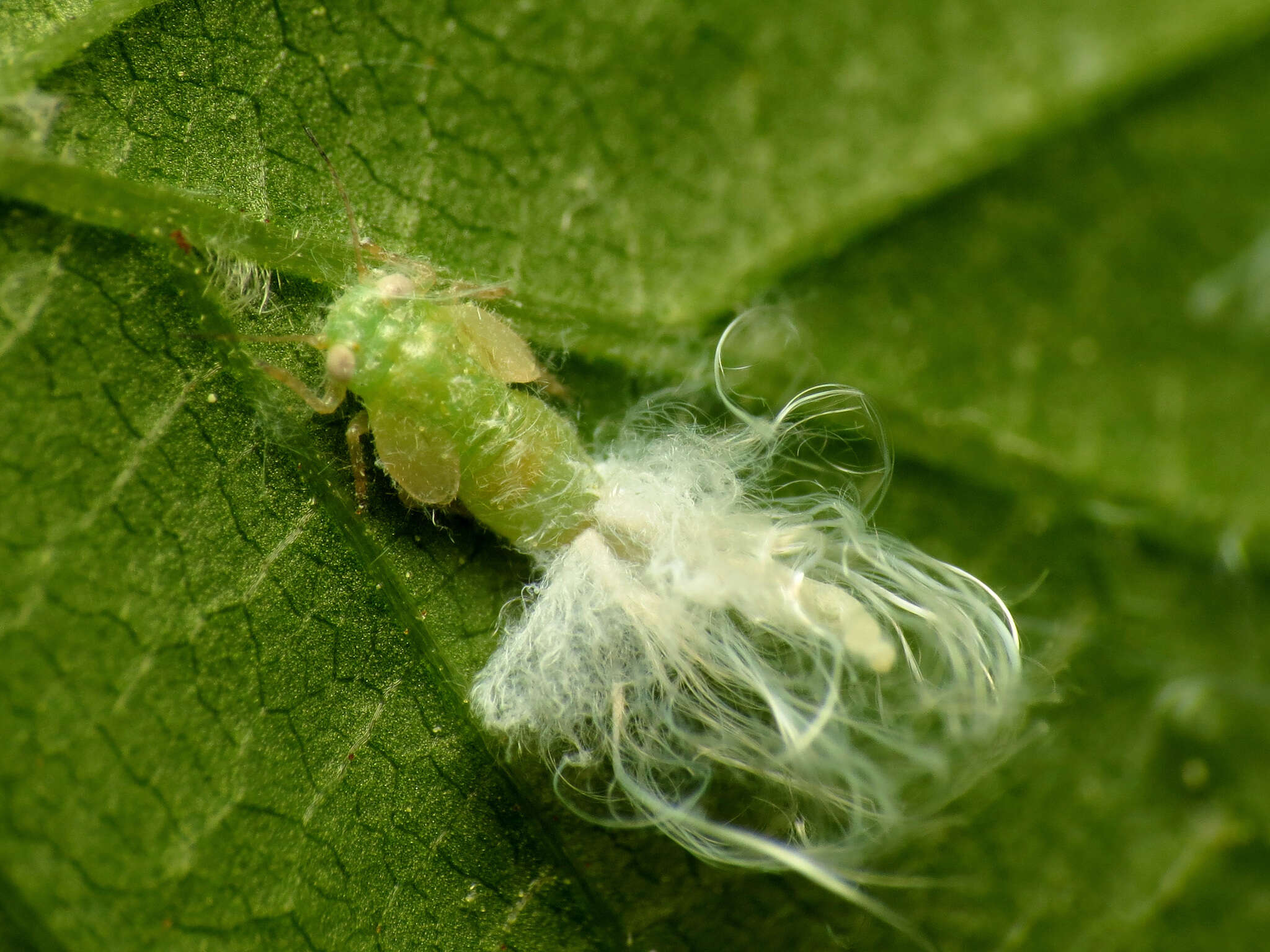 Image of Psylla carpinicola Crawford 1914