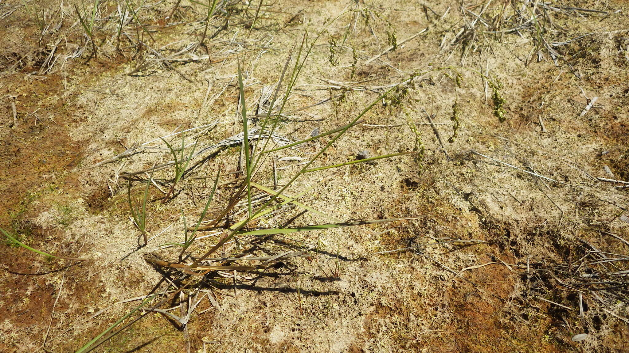 Image of Rattlesnake manna grass