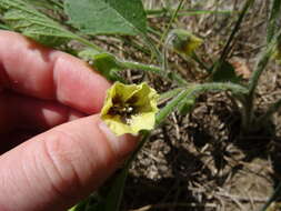 Imagem de Physalis heterophylla Nees