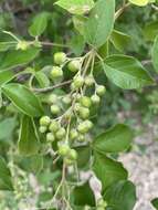 Imagem de Vitex trifolia subsp. trifolia