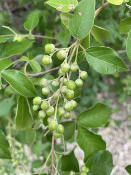 Imagem de Vitex trifolia subsp. trifolia