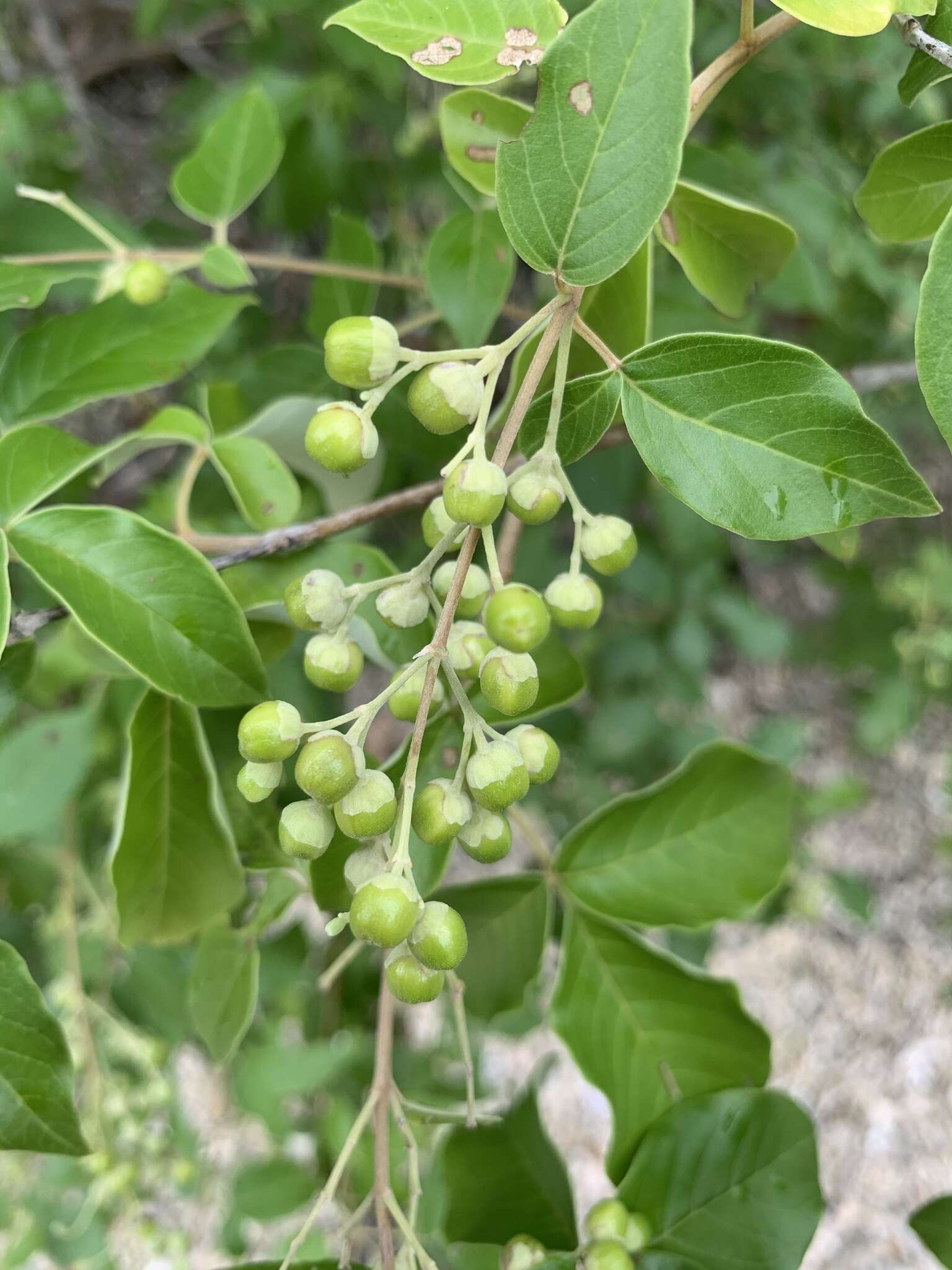 Imagem de Vitex trifolia subsp. trifolia