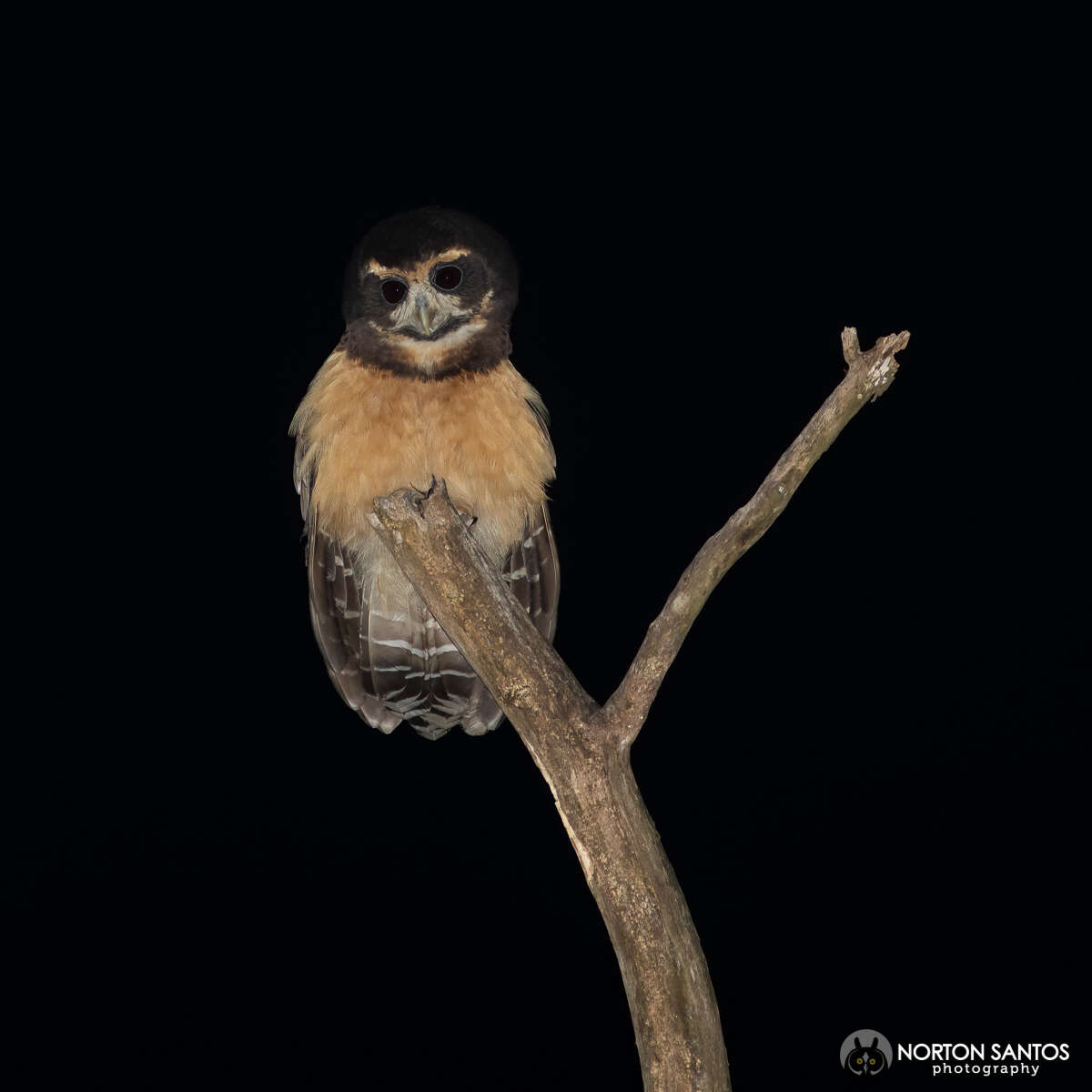 Image of Tawny-browed Owl