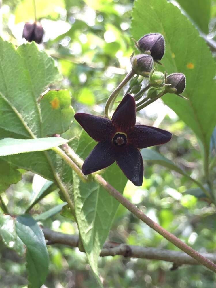 Image of Matelea tezcatlipocantha